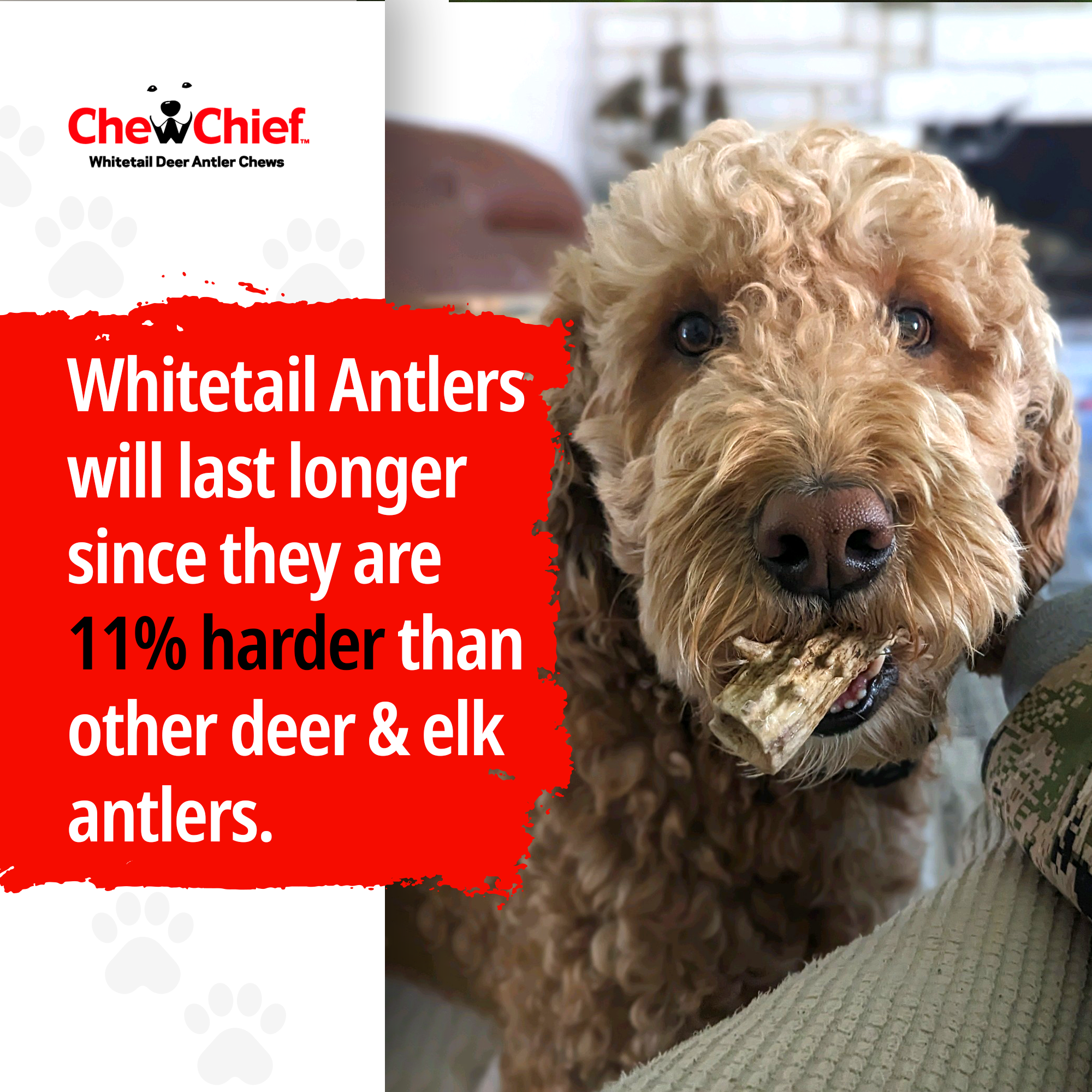 Medium Antlers
